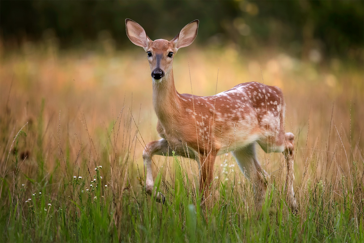 marching-fawn