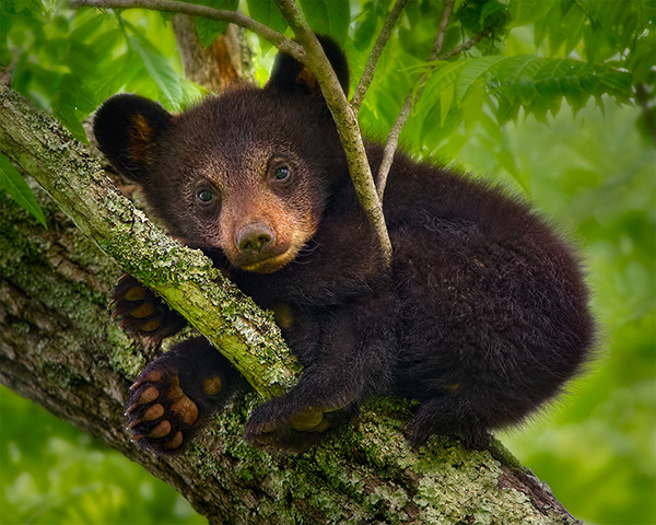 cub-in-a-tree-sm