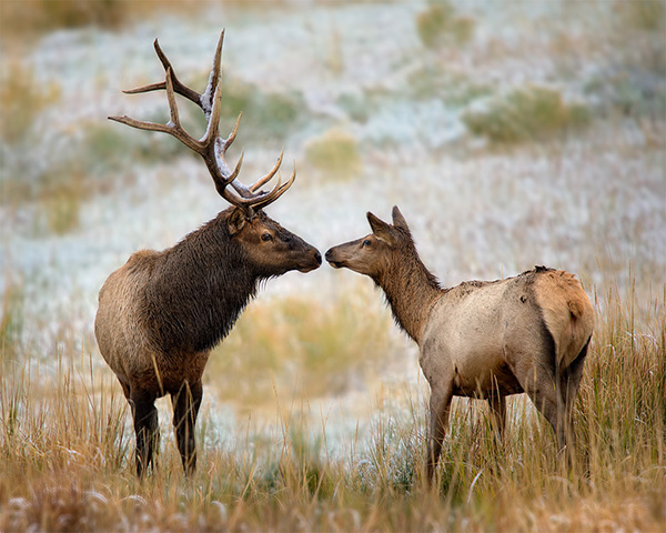 nose-to-nose-sm