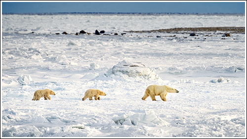 Polar-Bear-On-Ice-With-Cubs-blog