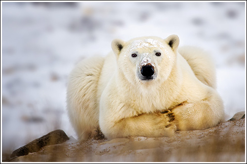 Polar-Bear-Taking-A-Break-blog