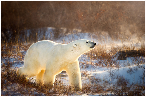 king-of-the-arctic-blog