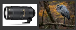 Nikon 80-400 Vs 300mm vs 70-200mm + TCs