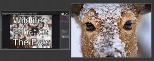 Wildlife Photography: Enhance The Eyes