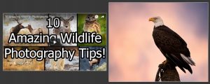 10 Amazing Wildlife Photography Tips