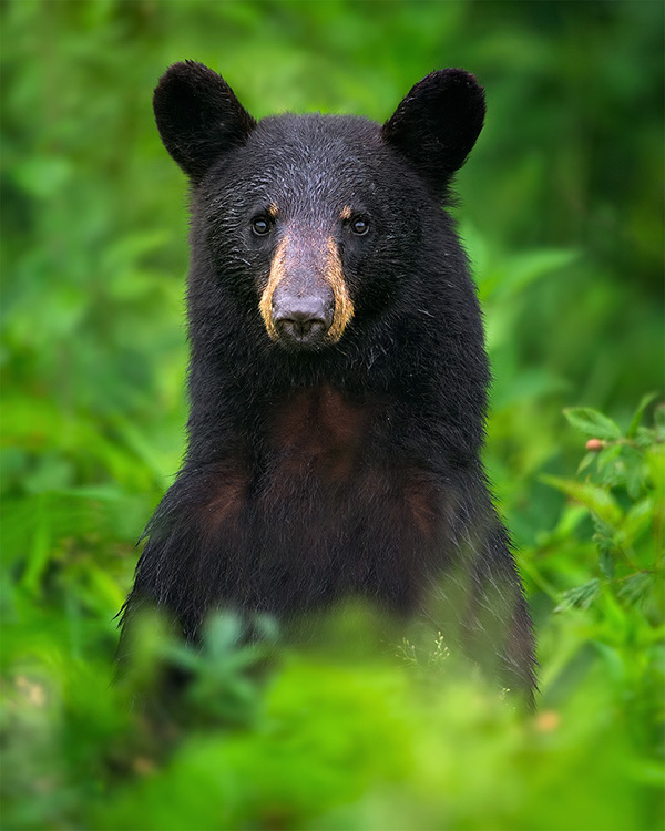 Black-Bear-On-Alert
