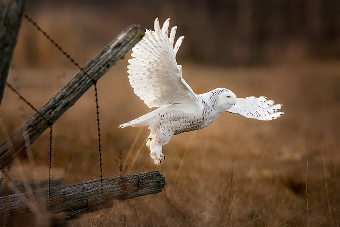 snowy-owl-take-off