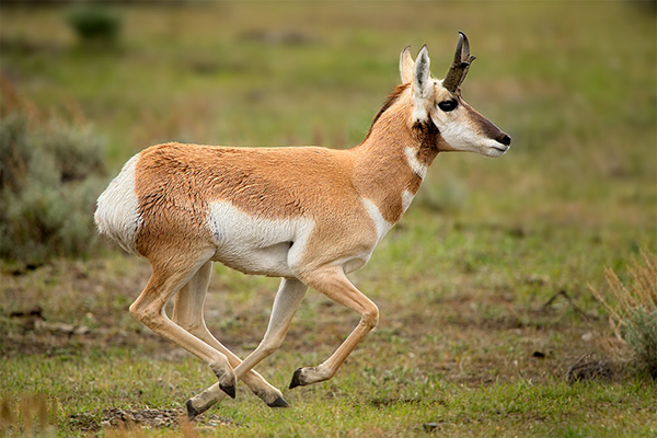 Running-Pronghorn-600