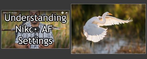 Understanding Nikon AF Modes (updated)