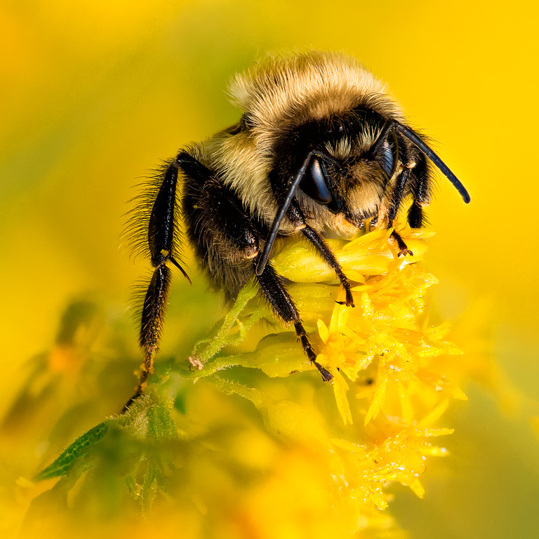 Bumble Bee (200mm FX)