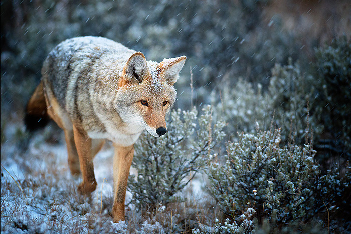 Wildlife Photography – How To Get Close