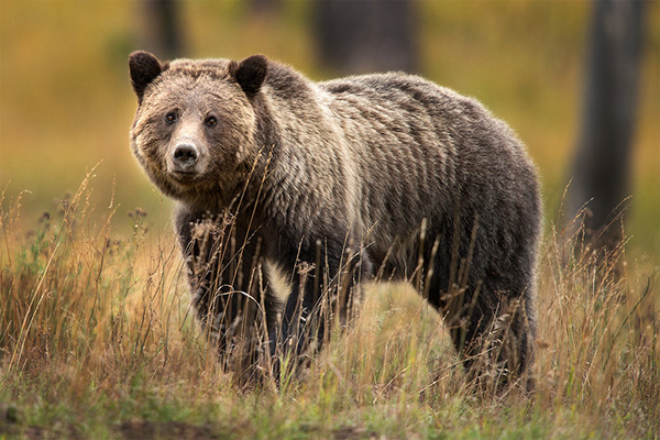 eye-to-eye-with-a-griz-600