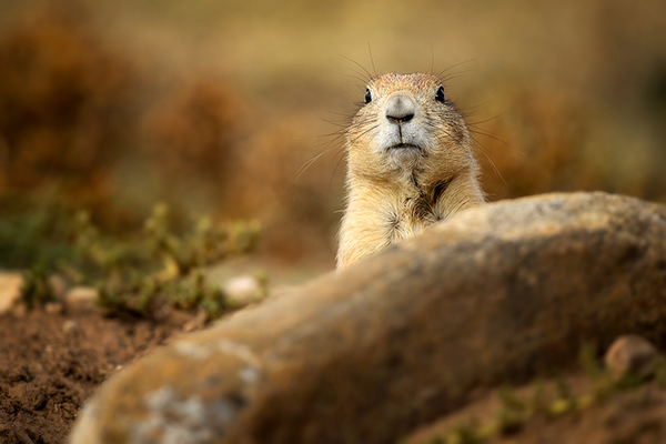 peeking-prarie-dog600