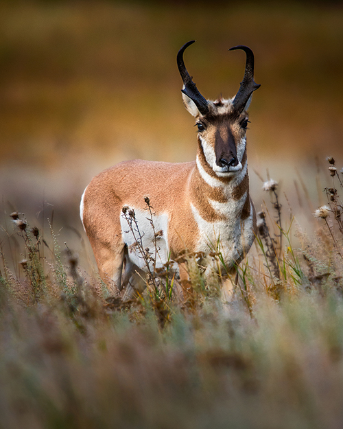 posing-pronghorn-600