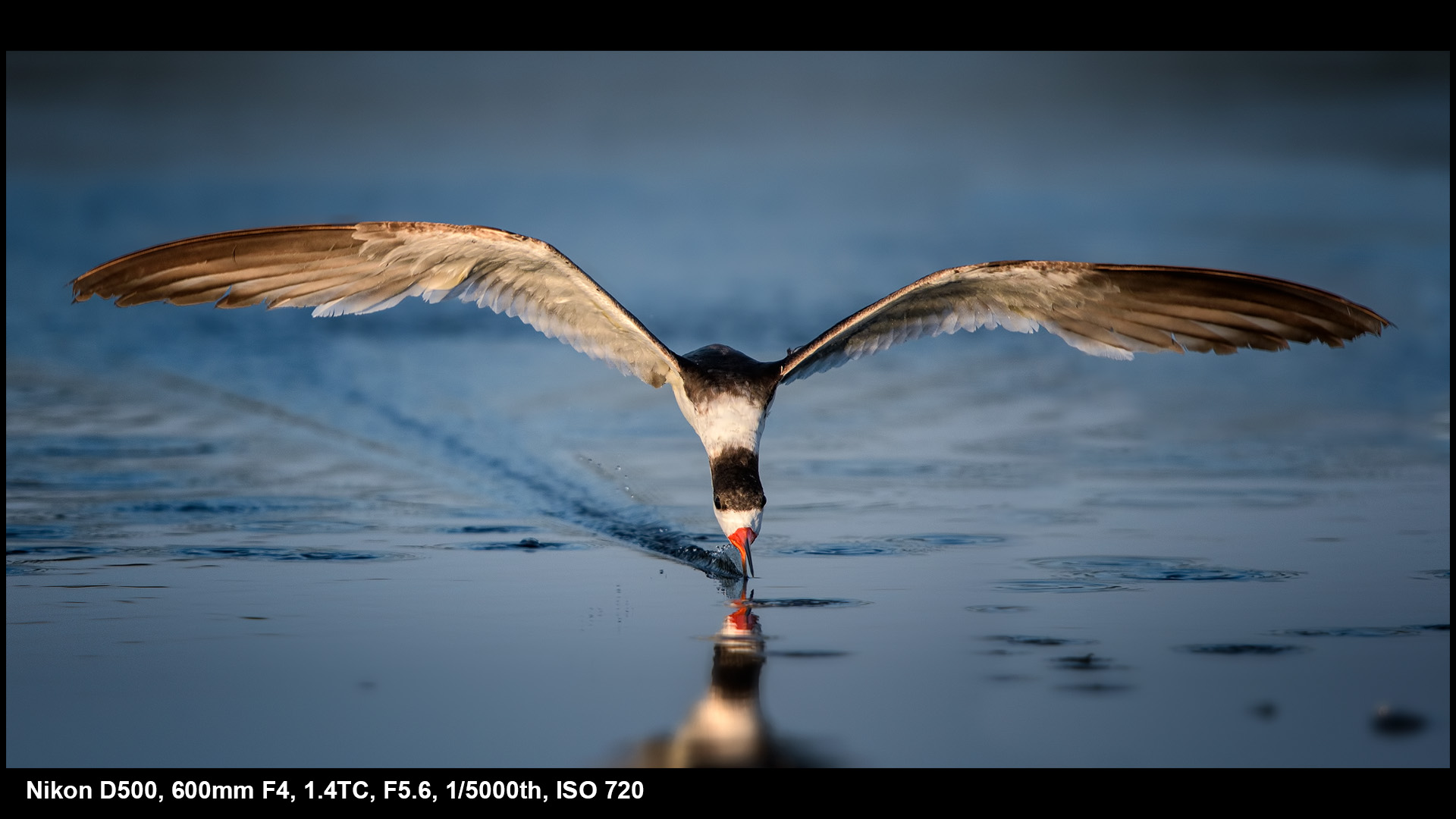 nikon d500 birding