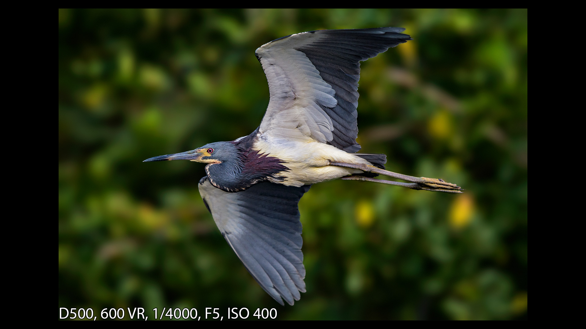 Review of the Nikon D500 for Wildlife and Bird Photography