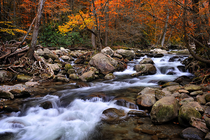 Fall color along a river in Smoky Mountain National Park. The rapids flow along a group or rocks and boulder with red, yellow, and orange trees in the background.