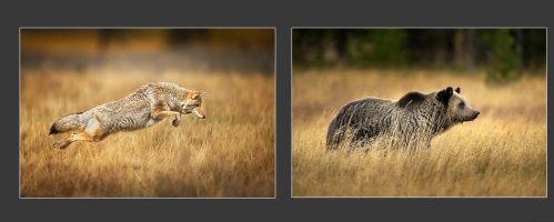 Yellowstone Trip Journal (fall 2014)