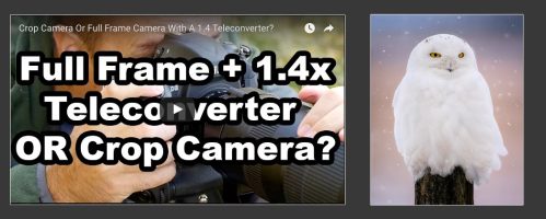 Comparison Test – A Crop Camera vs A 1.4x Teleconverter On Full Frame