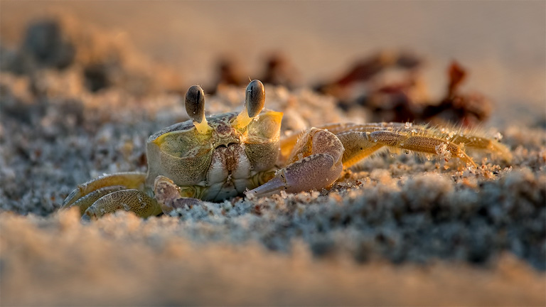 ghost-crab
