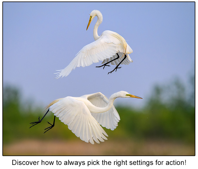 pick the right nikon AF action settings
