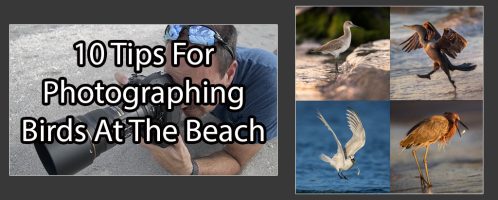 Photographing Birds At The Beach – 10 Easy Tips