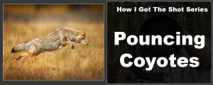 How I Got The Shot – Pouncing Coyotes