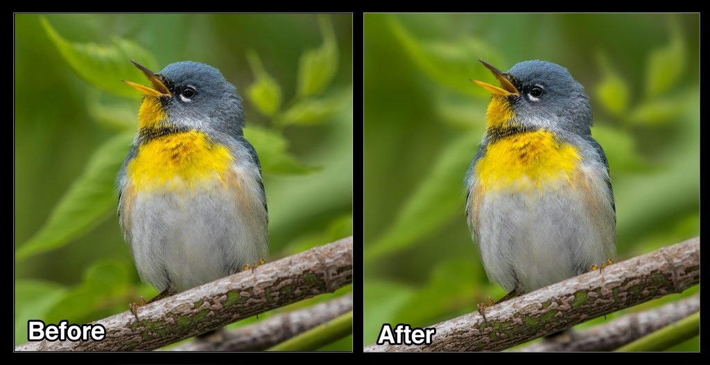 Use Photoshop To Blur Out Backgrounds