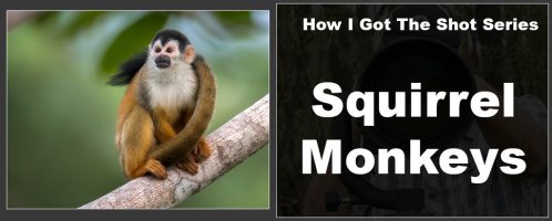 How I Got The Shot – Costa Rica Squirrel Monkeys