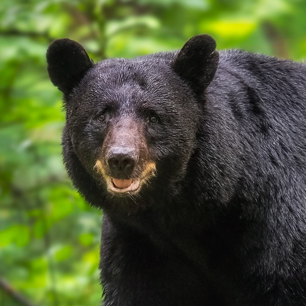 huge-black-bear-on-log-smile