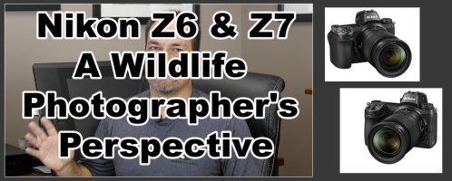 Nikon Z6 and Z7 – A Wildlife Photographer’s Initial Perspective