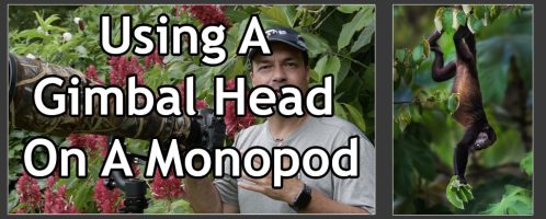 Using A Gimbal Head On A Monopod