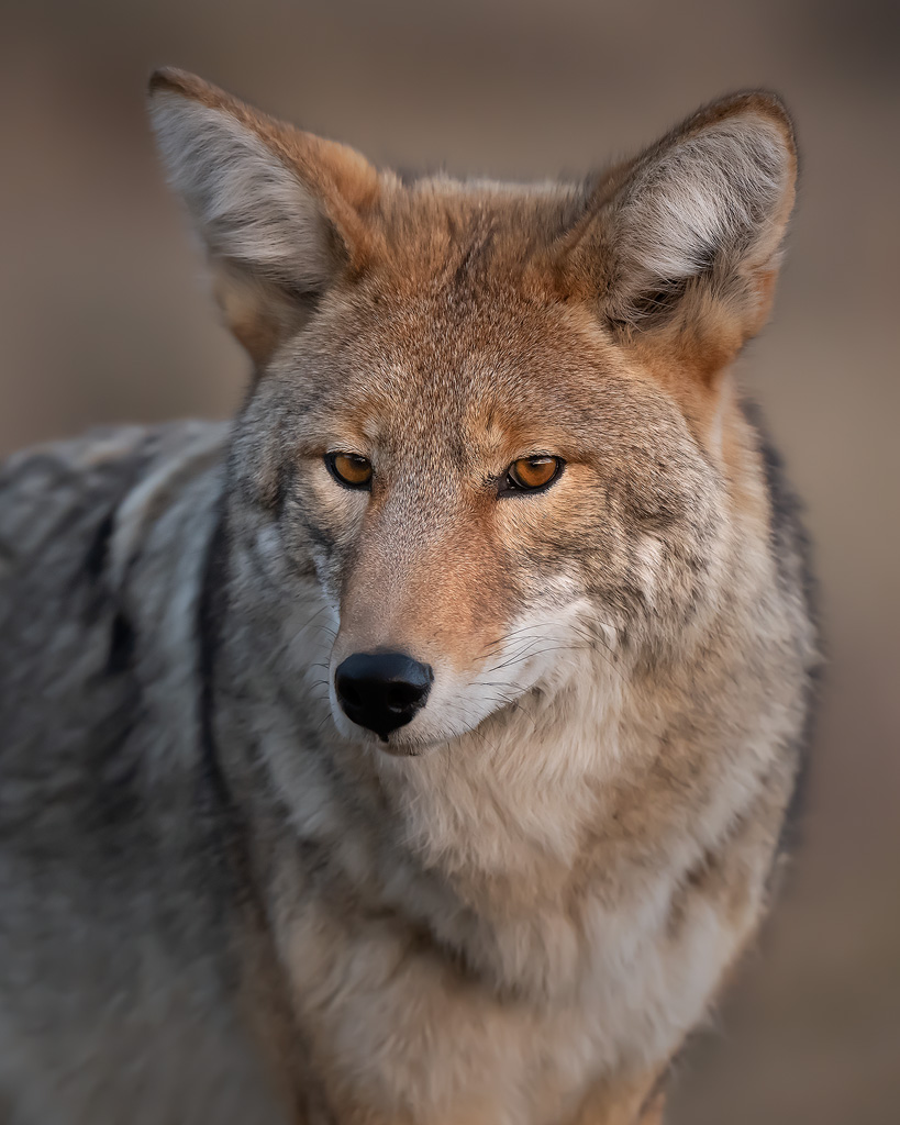 coyote-portrait-2