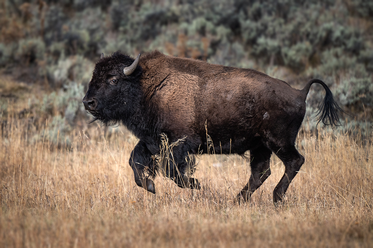 Bison Running