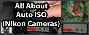 All About Auto ISO (Nikon Cameras)