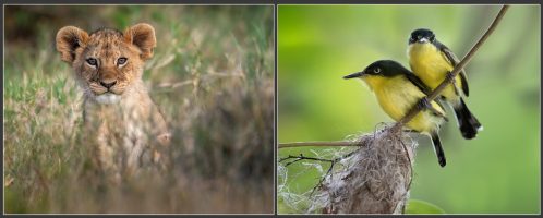 7 Quick Tips For Wildlife Photographers