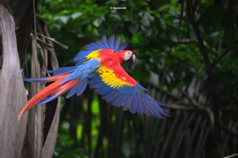 2024 Costa Rica Wildlife Photography Workshops