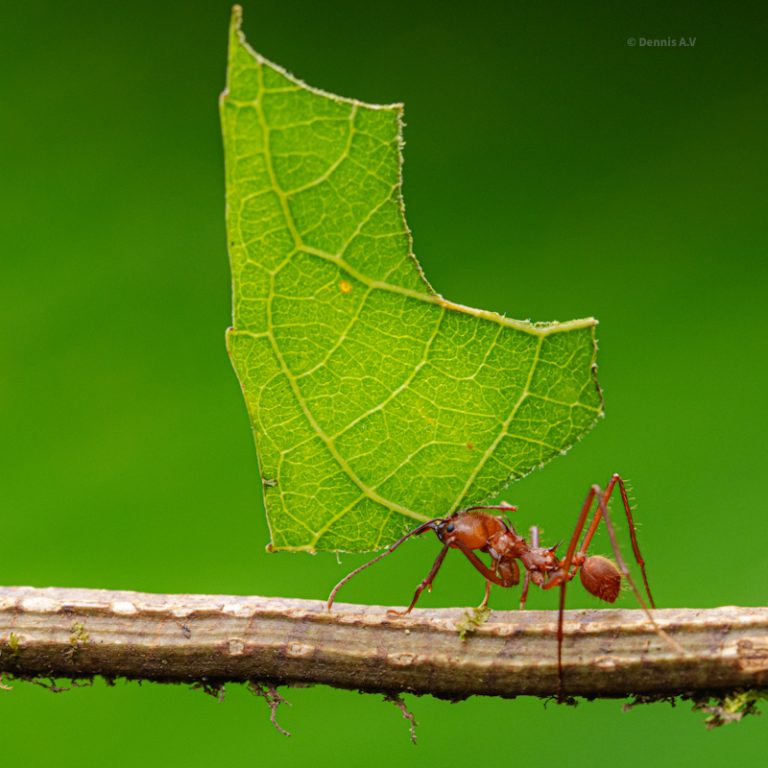 2025 Costa Rica Wildlife Photography Workshops