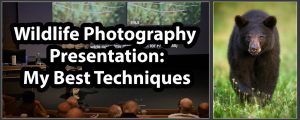 Wildlife Photography Presentation – My Best Techniques