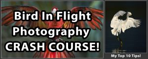 Bird In Flight Photography Crash Course