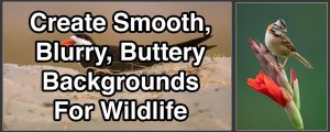 Create Smooth, Blurry, Buttery Backgrounds For Wildlife