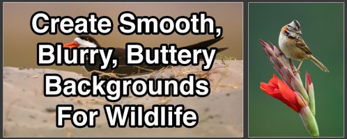 Create Smooth, Blurry, Buttery Backgrounds For Wildlife