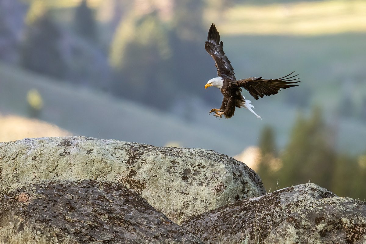 Insane Bald Eagle Bird In Flight FIGHTING Photography with Nikon D850 &  500MM F4 