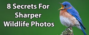 8 Secrets For Sharper Wildlife Photos