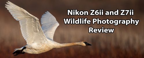 Nikon Z6ii and Z7ii Wildlife Photography Review