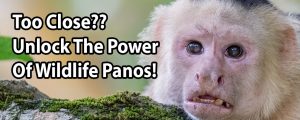 Too Close? Unlock The Power Of Wildlife Panos!