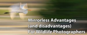 Mirrorless Advantages (and disadvantages) For Wildlife Photography