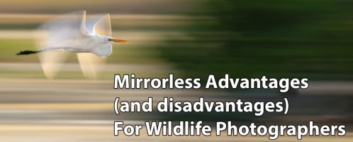 Mirrorless Advantages (and disadvantages) For Wildlife Photography