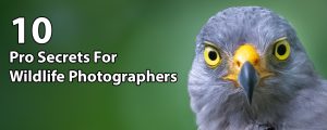 10 Pro Secrets For Wildlife Photographers