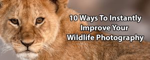 10 Ways To Instantly Improve Your Wildlife Photography